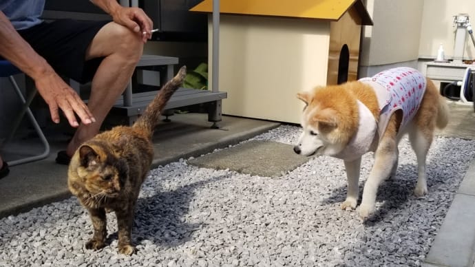 キーちゃんもクリンが気になるのね