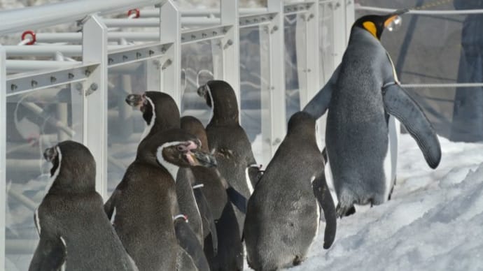 ペンギンの引率?