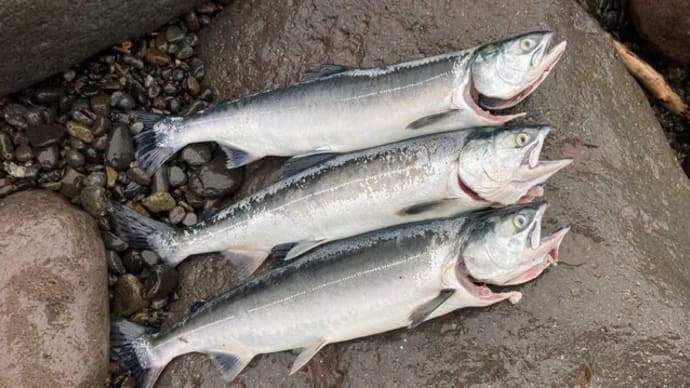 本日の釣果♪