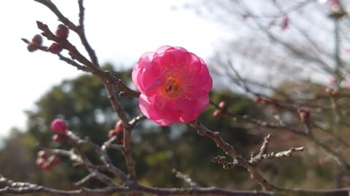 的矢牡蠣とお伊勢参り その4(的矢湾の夜明け)