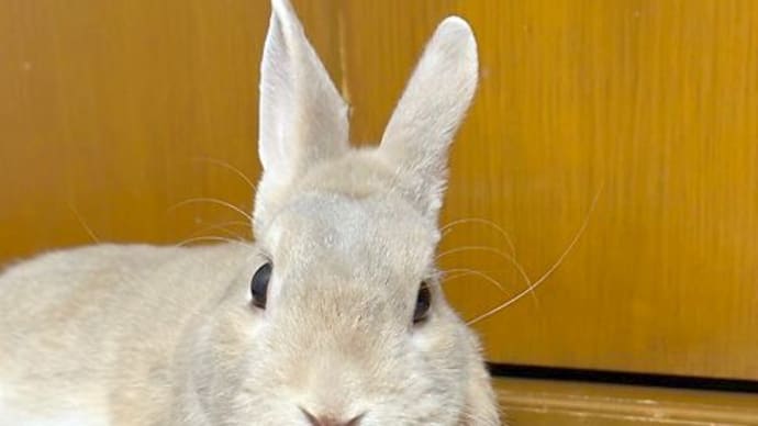 みんなどんどん引越していくなぁ。