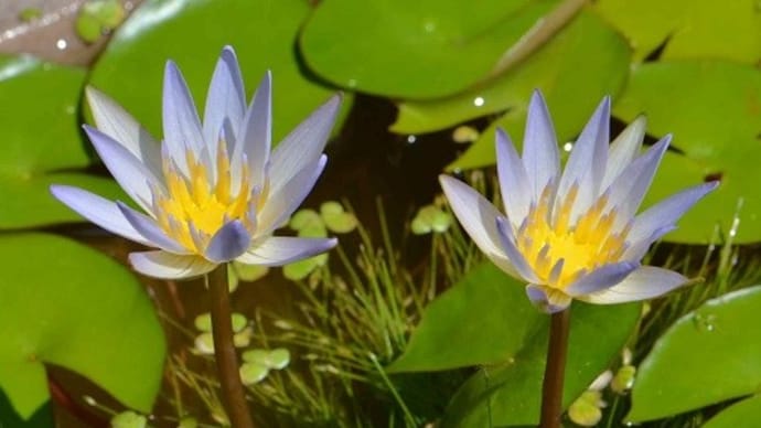 熱帯スイレンの花(2)「ドウベン」