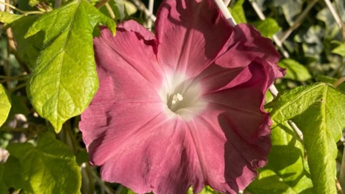 庭の花に不思議なことが・・・