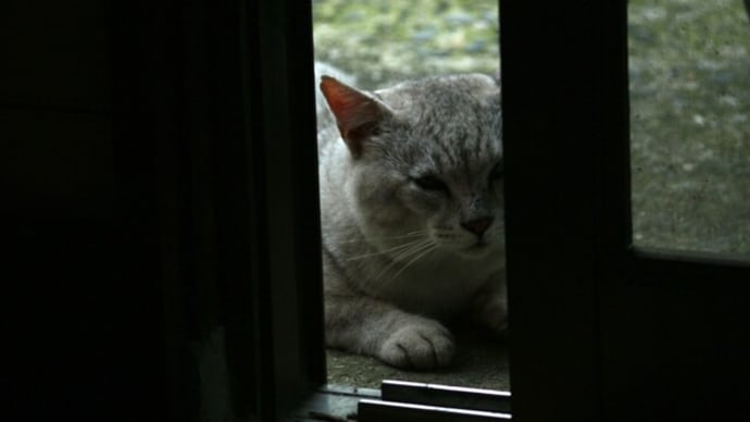 憂鬱な猫の顔　フーテンの寅猫
