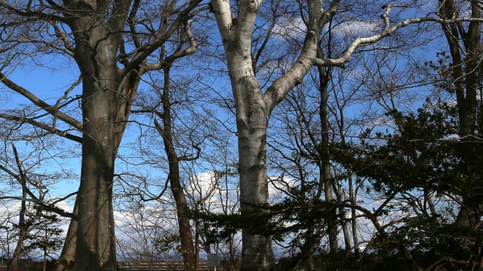 北海道の4月はまだまだ寒い、雪解けの林には蕗の薹。1
