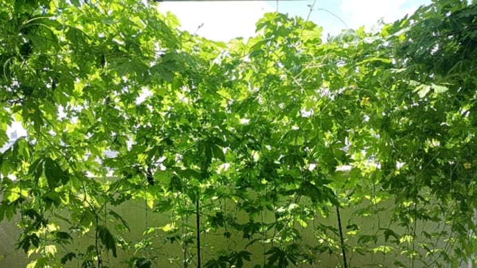 あらゆる野菜と果物にファイトケミカルは、ある