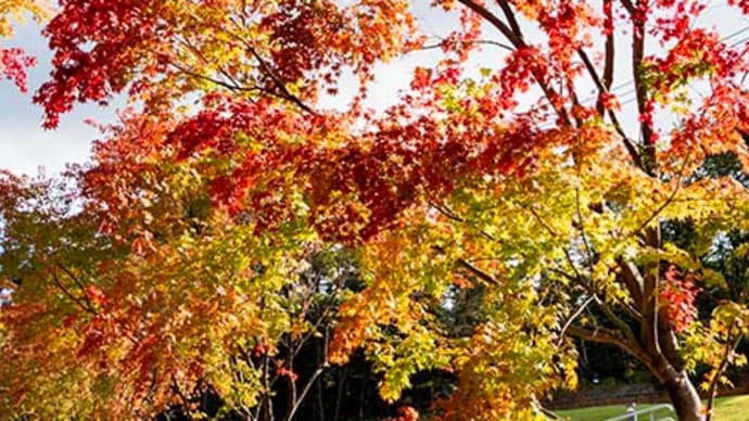 紅葉が始まりました