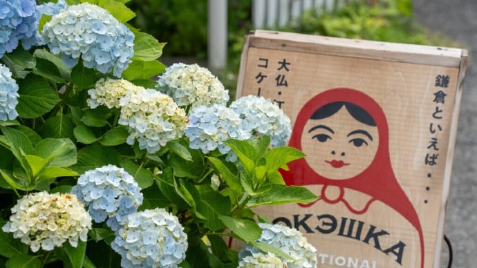 四葩の頃【長谷/扇ガ谷】長谷の街角から扇ガ谷へ紫陽花散策