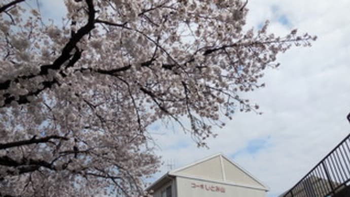 最高の花見日和となった広島県福山市の中心部（前編）