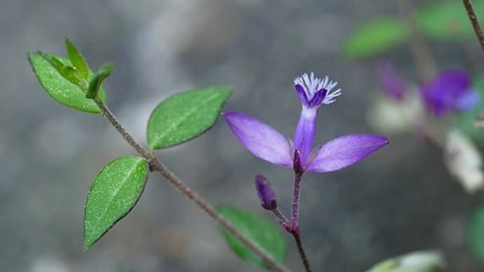 ヒメハギ、マツヨイグサ 他