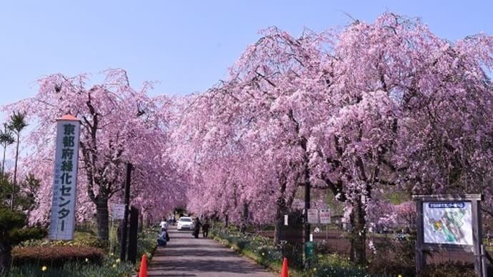 京都府緑化センター しだれ桜
