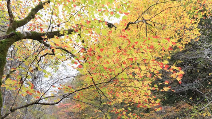 こもれびの滝