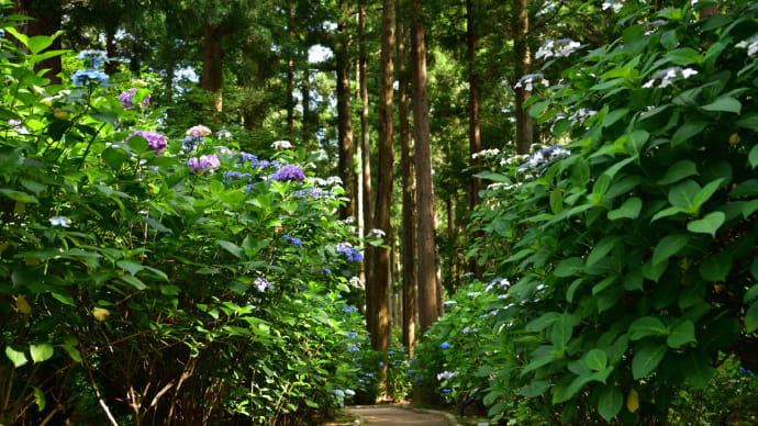 ◆日本寺（にちほんじ）のアジサイ（多古町)