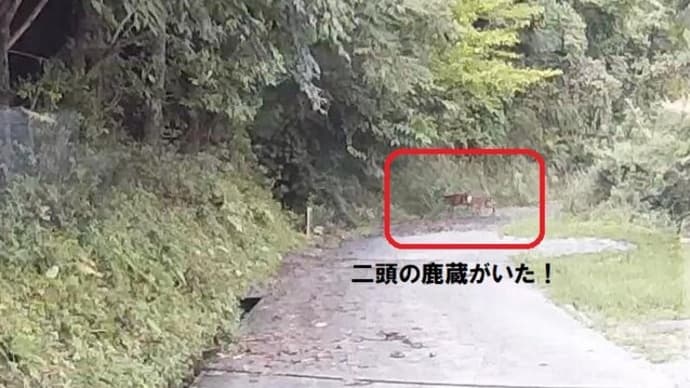 増え続ける鹿問題・・・東祖谷・今井地区!