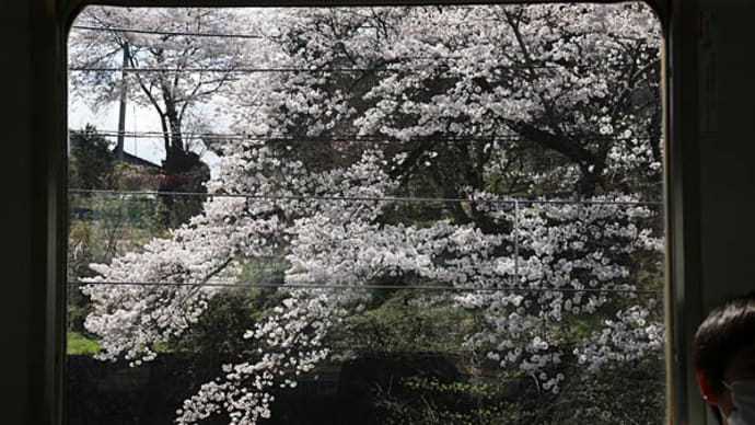 今年の桜#4　中央東線