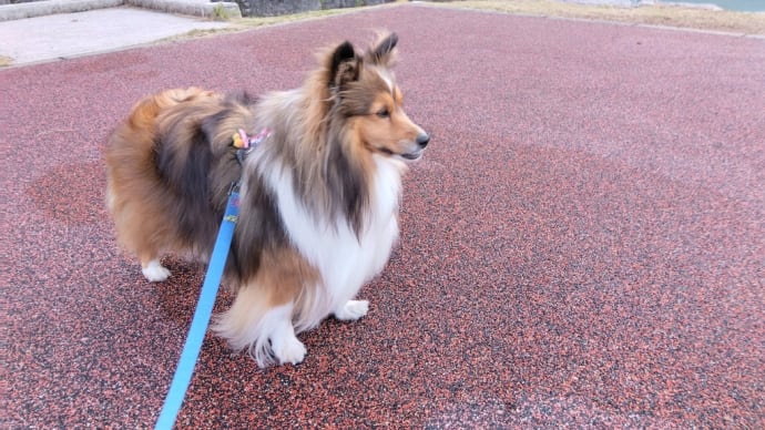 石神山公園に行きました🐶