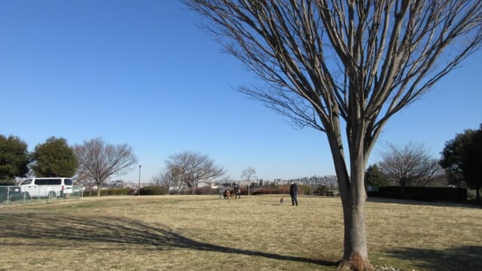 公園の河津桜は1本が七分咲き