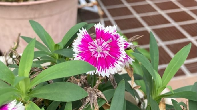 秋の七草探し〜撫子〜