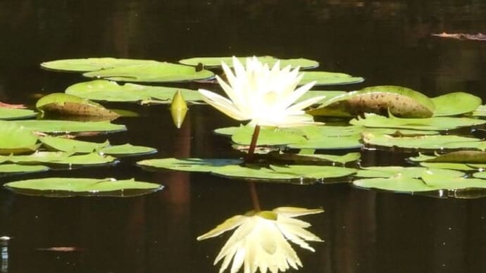 睡蓮の池にギンヤンマ?