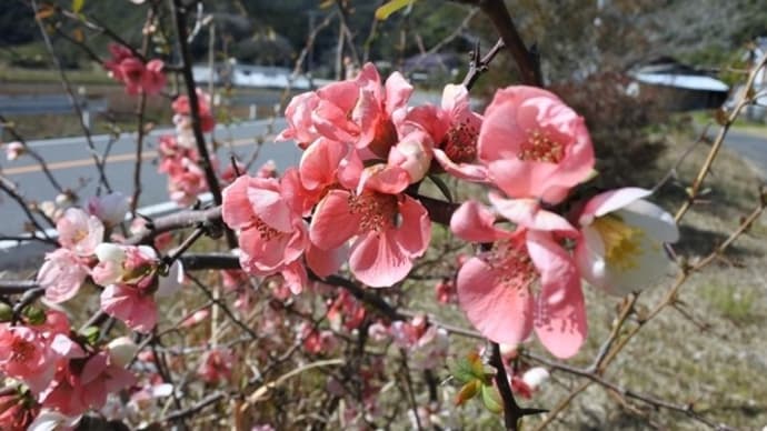 木瓜の花～春うらら