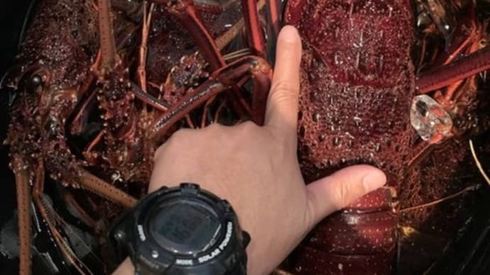 大漁の伊勢海老🦞