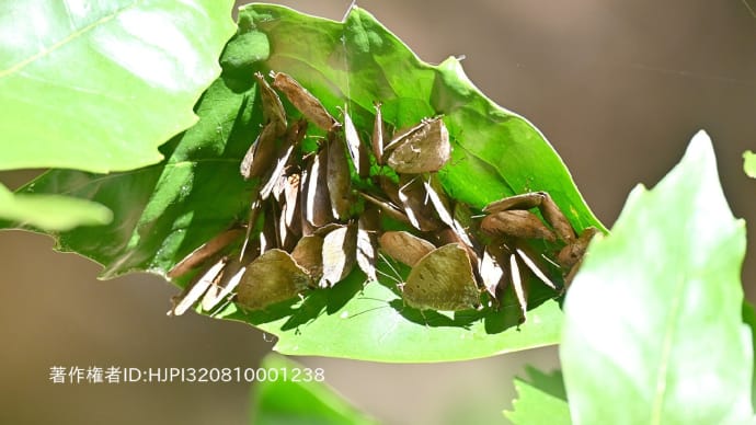 里山の生き物たち