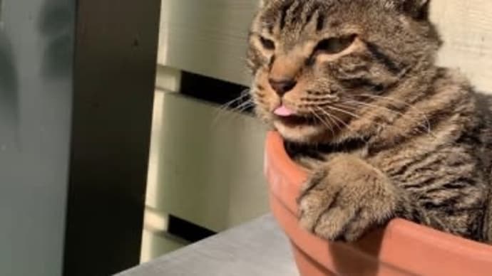 今朝のにゃんこ