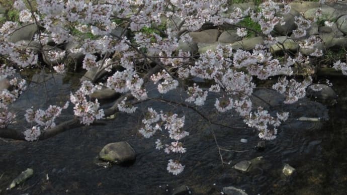 歩けなくなった時の一人暮らし＆桜満開