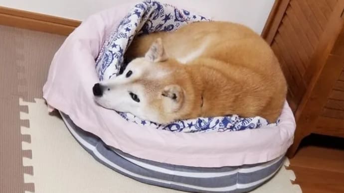 クリンへの想いは尽きなくて・・・172