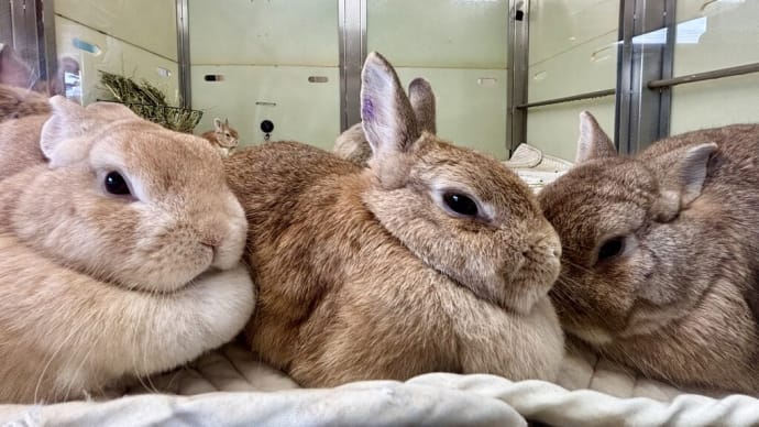 子供動物園のガラス後にかわいいウサギさん達