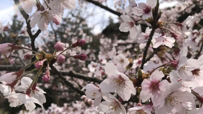 近所の公園は桜満開