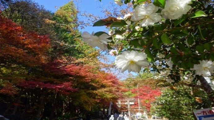 岐阜旅行・大矢田神社もみじ谷