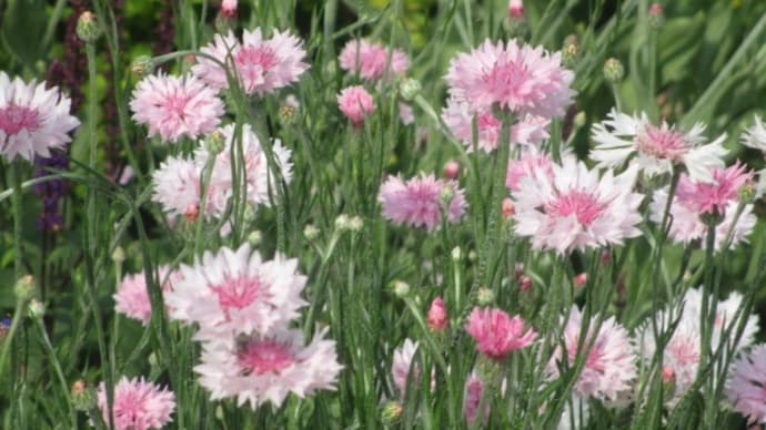 今朝の富士森公園の花壇と緑とイマソラ(2020年6月5日)