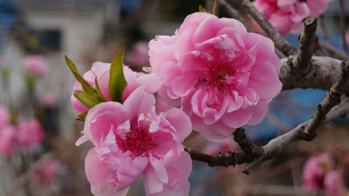 花見