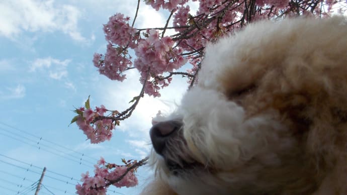 ♪静岡☆河津桜お花見旅行記,゜.:。+゜,゜.:。+゜