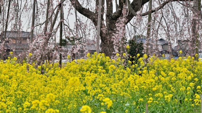 近場の枝垂れ桜を下見