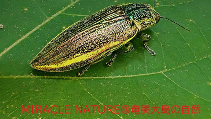 奄美大島の甲虫：アヤムネスジタマムシ