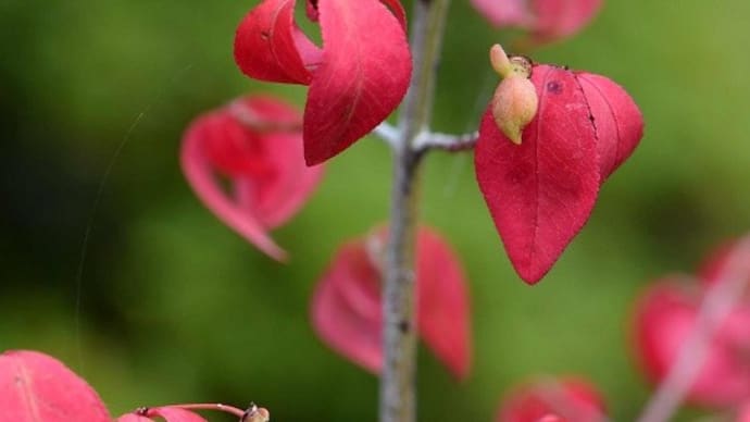 鉢植えの「ニシキギ・コンパクタ」(2)秋の紅葉と果実