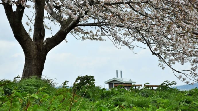 さくら狩り 新潟県燕市五千石 つばめ桜まつり:大河津分水桜並木(3)桜並木と五千石樋管、風かもめ、越後線