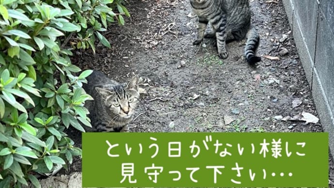 猫活記録_φ(・_・