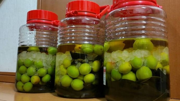 梅酢の入れ替えと椎茸の太巻き