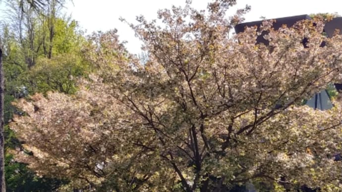 上野の桜たち