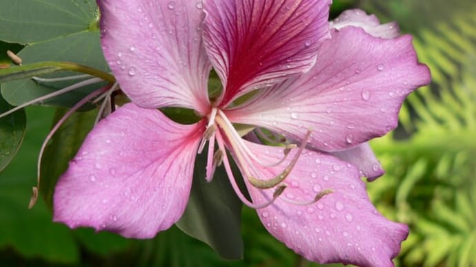 冬の花:紫素芯花