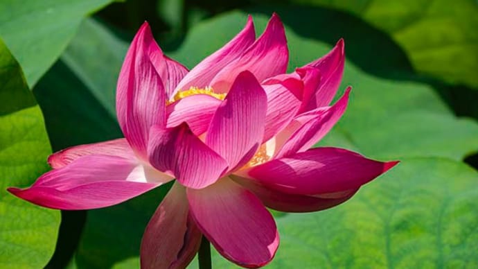 紅舞妃蓮が主役になって来た