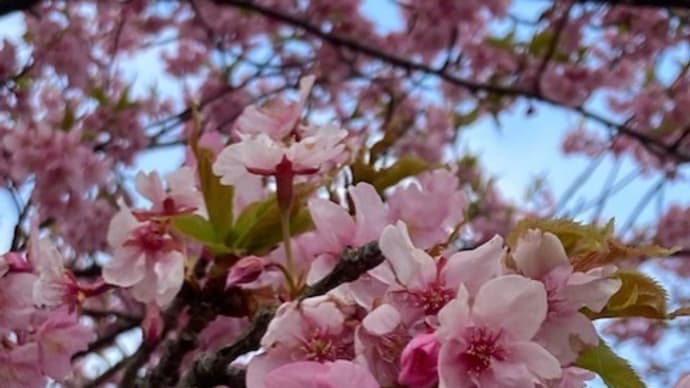 河津桜