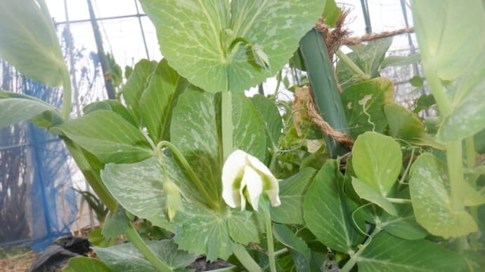 スナップエンドウの花2輪 葉菜2種類播種キャベツ・ブロッコリー