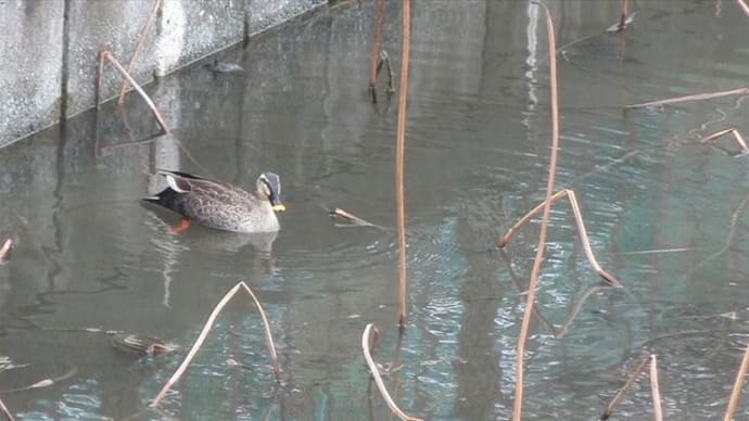 今朝はカルガモ1羽来ました。鵜は2羽