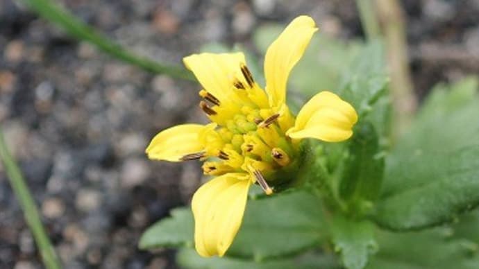 伊豆諸島&奥多摩ゾーンの花を~神代植物公園・植物多様性センター~