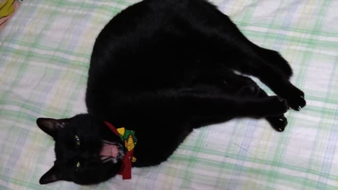 飛ぶ猫