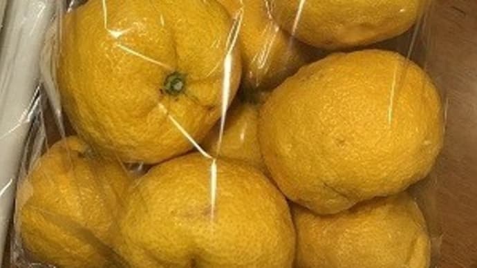 道の駅よって西土佐で買った柚子